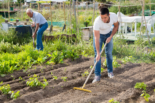 Elderly father and adult son work in the garden. High quality photo