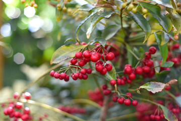 East Asian flowering plant Ardisia crenata sims