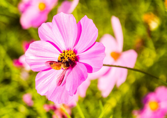 Beautiful cosmos  flowers and bee in the garden, outdoor  Lumphum province Thailand