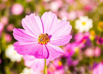 Fototapeta premium Beautiful cosmos flowers and bee in the garden, outdoor Lumphum province Thailand