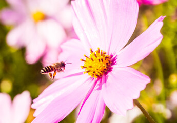 Beautiful cosmos  flowers and bee in the garden, outdoor  Lumphum province Thailand