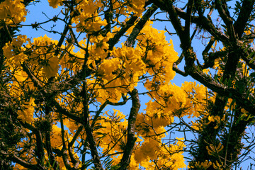 yellow autumn leaves