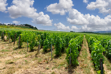 Fototapeta na wymiar In the Champagne vineyards of Montagne de Reims, Reims, France, row vine grapes.