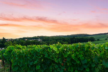 Fototapeta na wymiar In the Champagne vineyards of Montagne de Reims, Reims, France, row vine grapes.