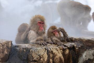 SNOW MONKEY