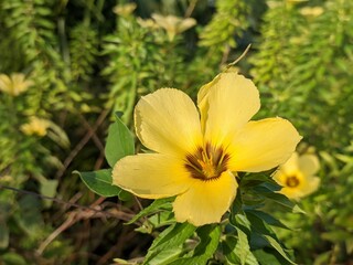Fototapeta premium Damiana flower in the morning