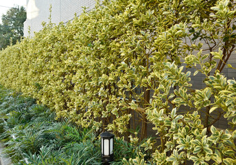 マンションの生垣