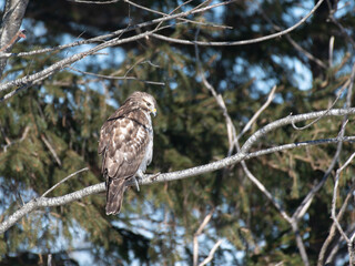 Hawk in tree