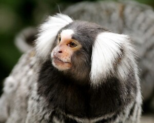 Close Up of a Marmoset in a Tree
