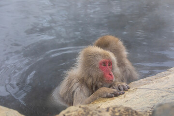  SNOW MONKEY