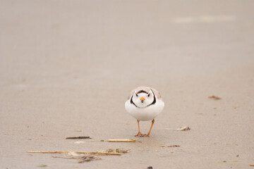 Plover front 2