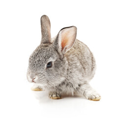 rabbit on white
