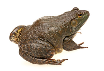 frog on white background