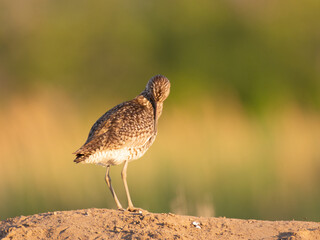 Willet on sand 1