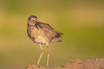 Willet on sand 2