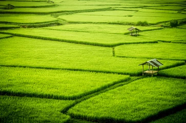 Fotobehang Prachtig groen rijstveld in thailand © phubadee