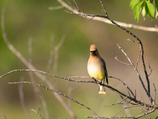 Cedar waxwing on branch