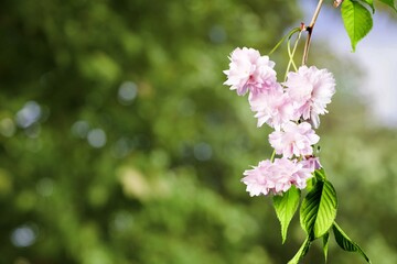Beautiful fresh Flower Blossom Natural Spring