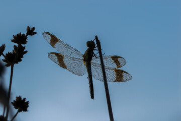 Sympetrum pedemontanum,banded darter,dragonfly in summer