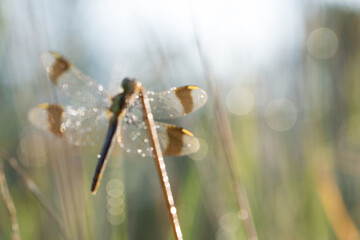  Sympetrum pedemontanum ,banded dragonfly