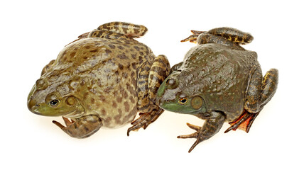 Bullfrog, Rana catesbeiana, against white background, studio shot