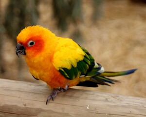 Close Up of a Sun Conure Parrot Sitting on a Log, Cape Town, South Africa