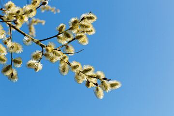 blossoming blooming blooming   catkin or ament on a branch of a spring tree against a blue sky