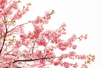Obraz na płótnie Canvas flowers of pink decorative cherry or sakura on a spring tree on a white background