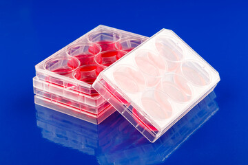 plastic plate with 6 wells for experiments with stem cells in a medical laboratory