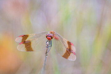 Sympetrum pedemontanum,banded darter,dragonfly in summer