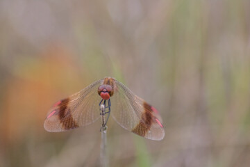 Sympetrum pedemontanum,banded darter,dragonfly in summer