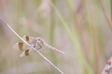 Sympetrum pedemontanum,banded darter,dragonfly in summer