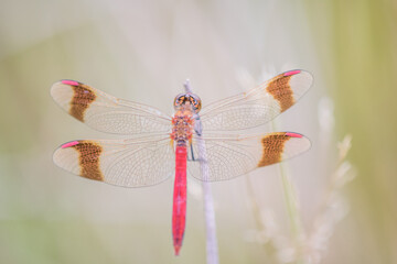 Sympetrum pedemontanum,banded darter,dragonfly in summer