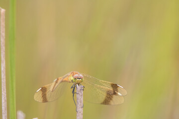 Sympetrum pedemontanum,banded darter,dragonfly in summer
