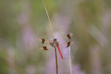 Sympetrum pedemontanum,banded darter,dragonfly in summer