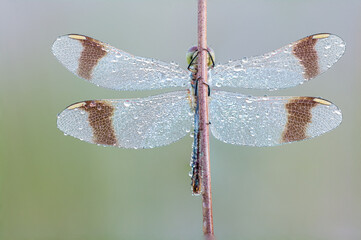 Sympetrum pedemontanum,banded darter,dragonfly in summer