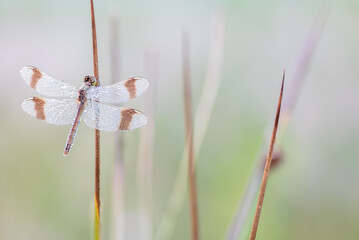 Sympetrum pedemontanum,banded darter,dragonfly in summer
