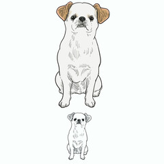Vintage hand drawn sketch  colored grooming dog