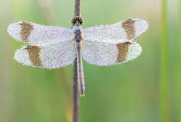 Sympetrum pedemontanum,banded darter,dragonfly in summer