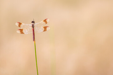 Sympetrum pedemontanum,banded darter,dragonfly in summer