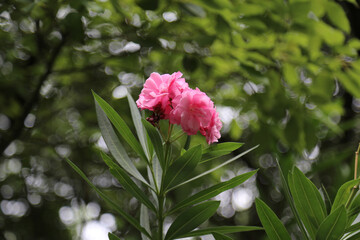 A closeup shot of pink oleander flowers blooming in a botanical garden