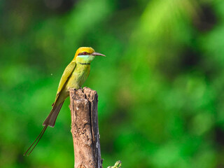 Beautiful Green bee-eater on the branch, in India. 