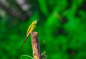Beautiful Green bee-eater on the branch, in India. 