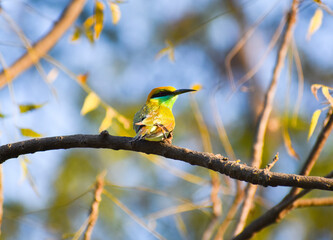 Beautiful Green bee-eater on the branch, in India. 