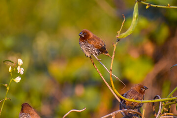 A beautiful Scaly-breasted munia or Spotted munia (Lonchura punctulata) perching on grass and eating grass seeds in a green blurred background.