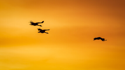 Geese silhouetted in flight against golden sky