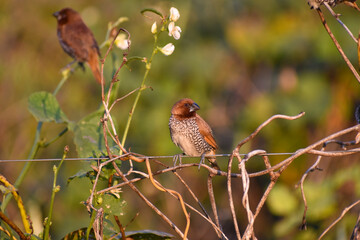 A beautiful Scaly-breasted munia or Spotted munia (Lonchura punctulata) perching on grass and eating grass seeds in a green blurred background.