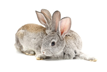rabbit isolated on white background