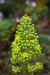 Tree Aeonium ; frontal  view ;  close up