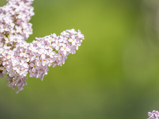 Pink Blooming Lilac Flowers in spring with blured background
